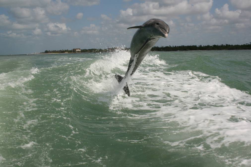 dolphin cruises naples fl