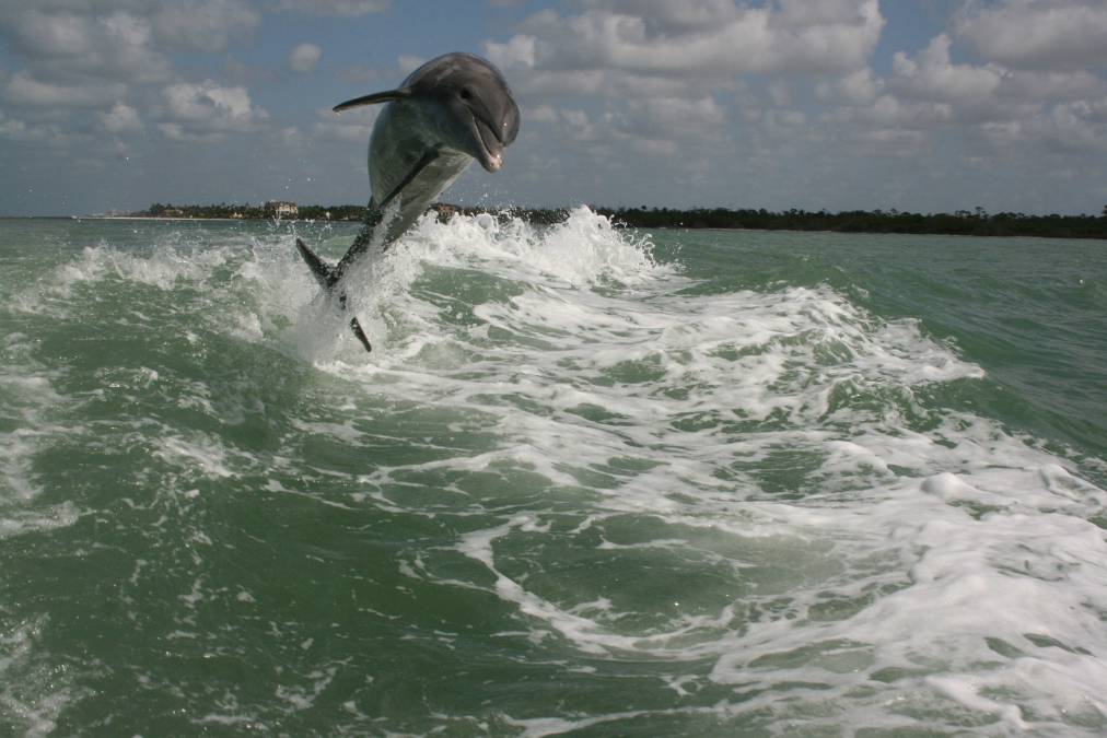 dolphin cruises naples fl