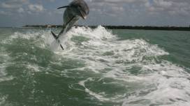 Dolphin jumps out of water in Crayton Cove, Naples FL