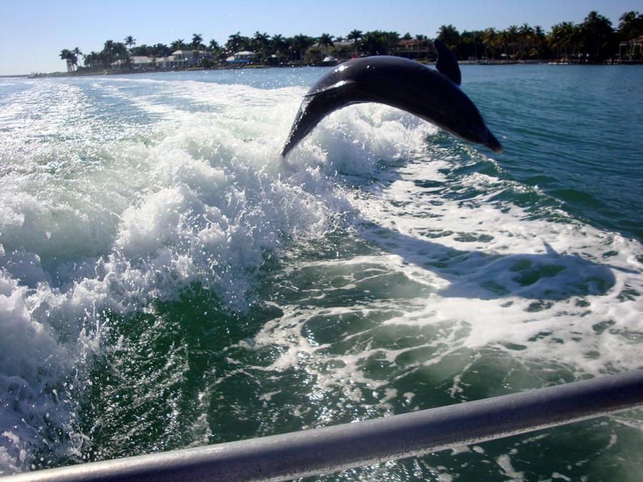 dolphin tours naples