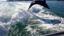Dolphin Catch Cruise