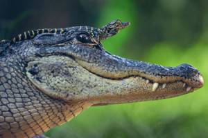 Baby Alligator - Cruise Naples