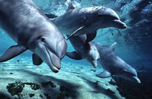 Bottlenose Dolphins Cruise Naples