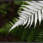 silver fern
